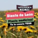 Todo sobre el Diente de León