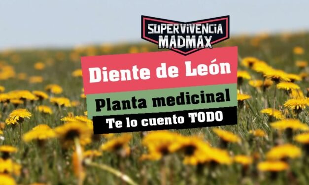 Todo sobre el Diente de León